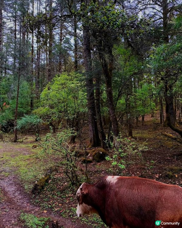 雨季浪漫💕雪山野外求生🌿🏔️