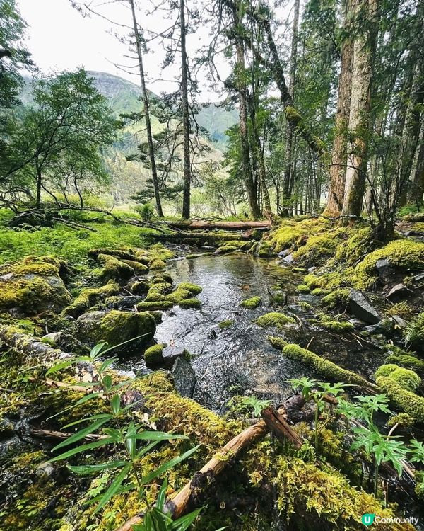 雨季浪漫💕雪山野外求生🌿🏔️