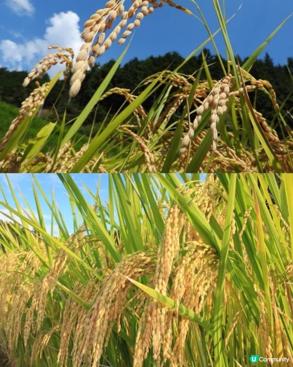 國金軒:純米大吟醸原酒 CEL-24 愛山