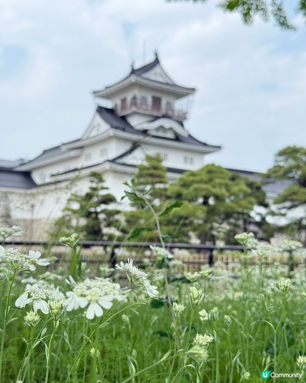 富山城址公園🏯  打卡必去！