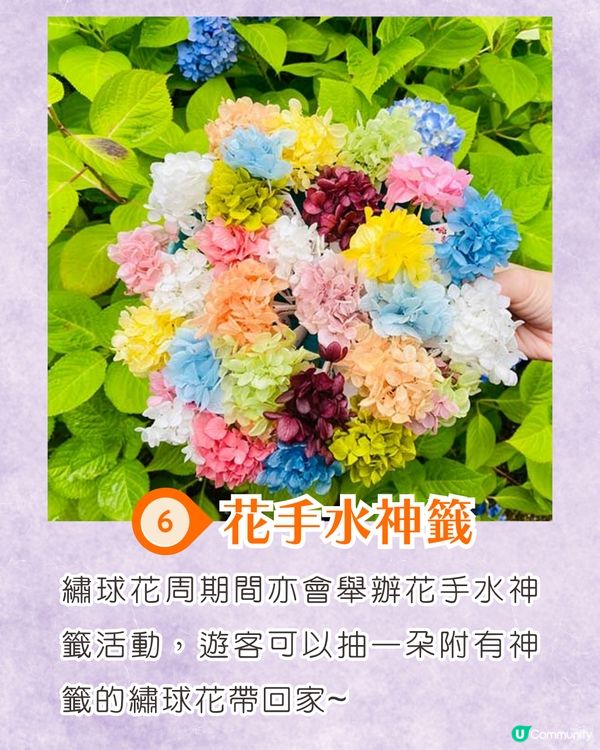 京都楊谷寺繡球花活動登場❗5000株絕美花海/花手水發源地/夢幻階梯打卡🪻附交通/門票價格