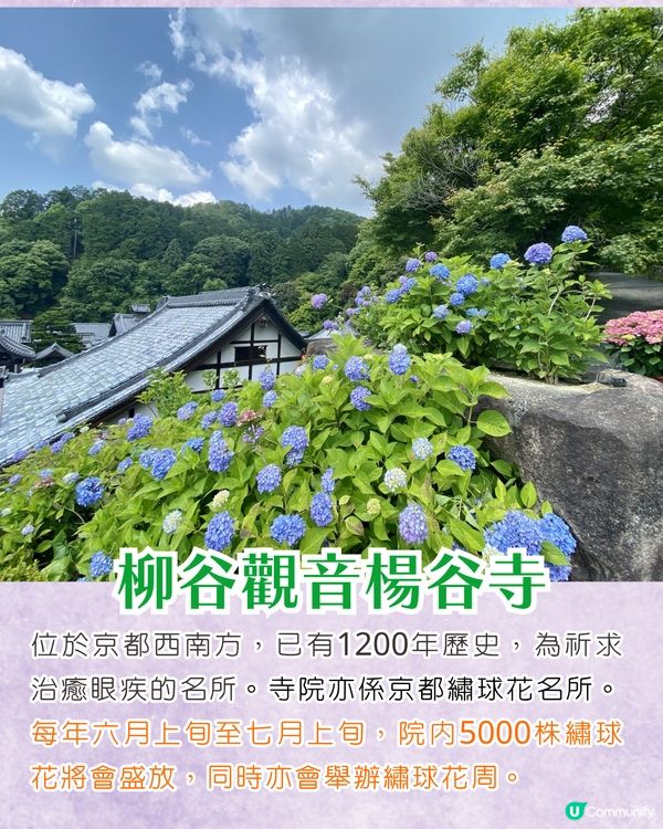 京都楊谷寺繡球花活動登場❗5000株絕美花海/花手水發源地/夢幻階梯打卡🪻附交通/門票價格