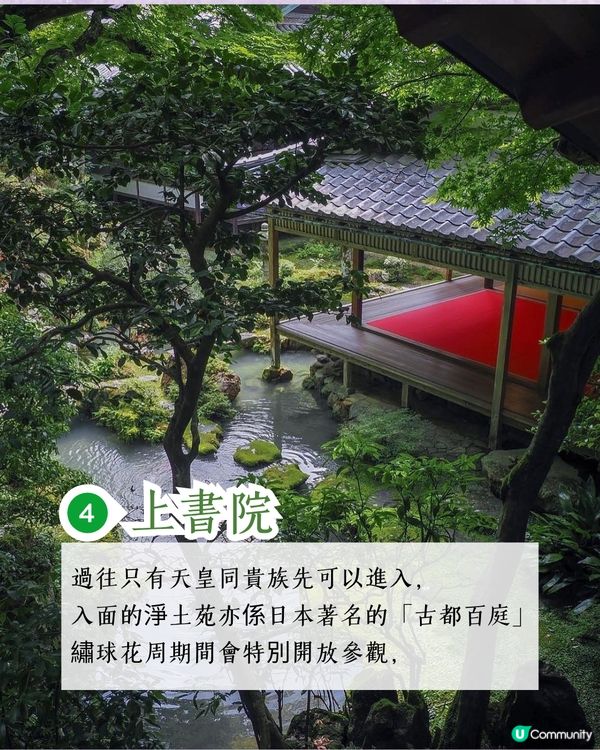 京都楊谷寺繡球花活動登場❗5000株絕美花海/花手水發源地/夢幻階梯打卡🪻附交通/門票價格