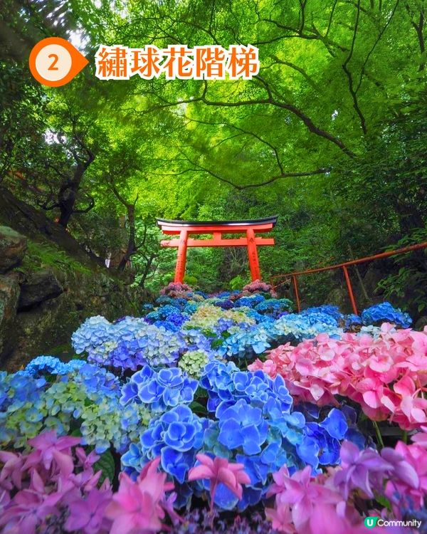 京都楊谷寺繡球花活動登場❗5000株絕美花海/花手水發源地/夢幻階梯打卡🪻附交通/門票價格
