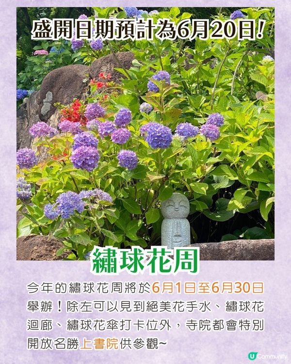 京都楊谷寺繡球花活動登場❗5000株絕美花海/花手水發源地/夢幻階梯打卡🪻附交通/門票價格