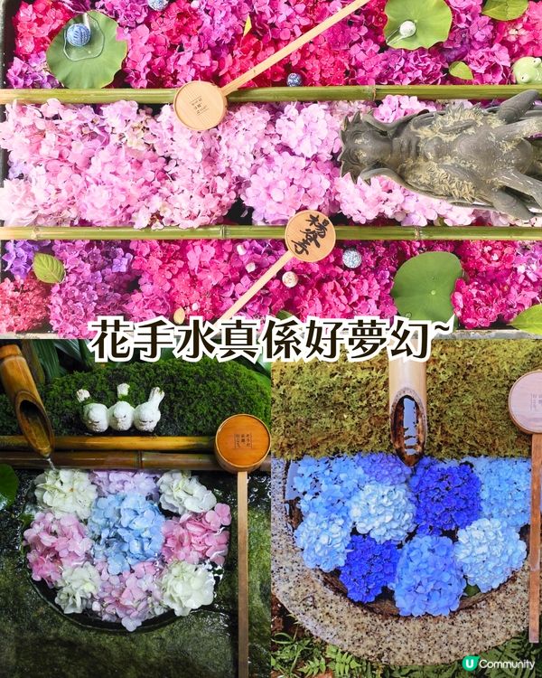 京都楊谷寺繡球花活動登場❗5000株絕美花海/花手水發源地/夢幻階梯打卡🪻附交通/門票價格