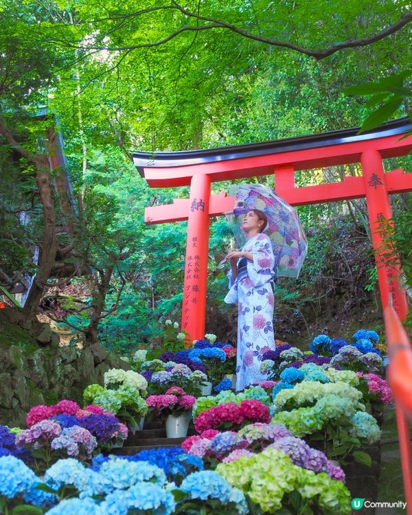 京都楊谷寺繡球花活動登場❗5000株絕美花海/花手水發源地/夢幻階梯打卡🪻附交通/門票價格