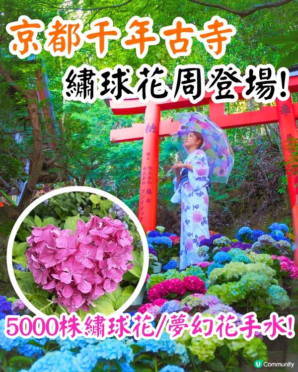 京都楊谷寺繡球花活動登場❗5000株絕美花海/花手水發源地/夢幻階梯打卡🪻附交通/門票價格