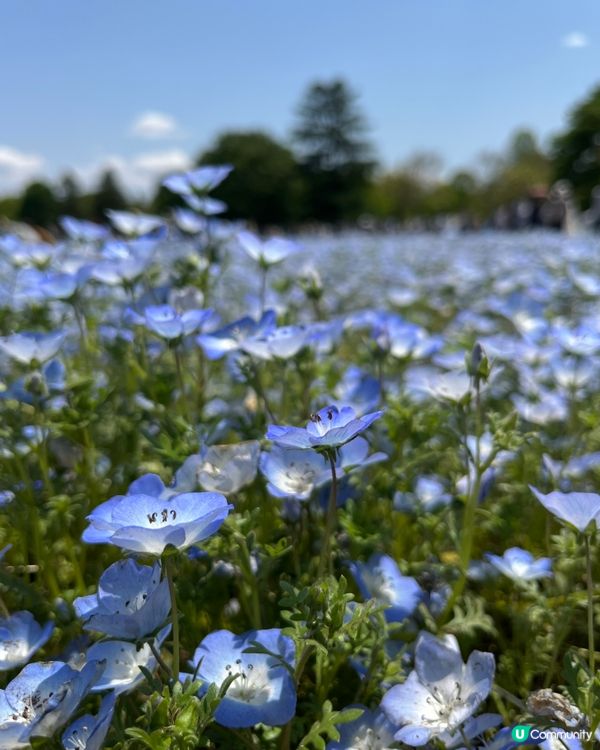 東京粉蝶花海