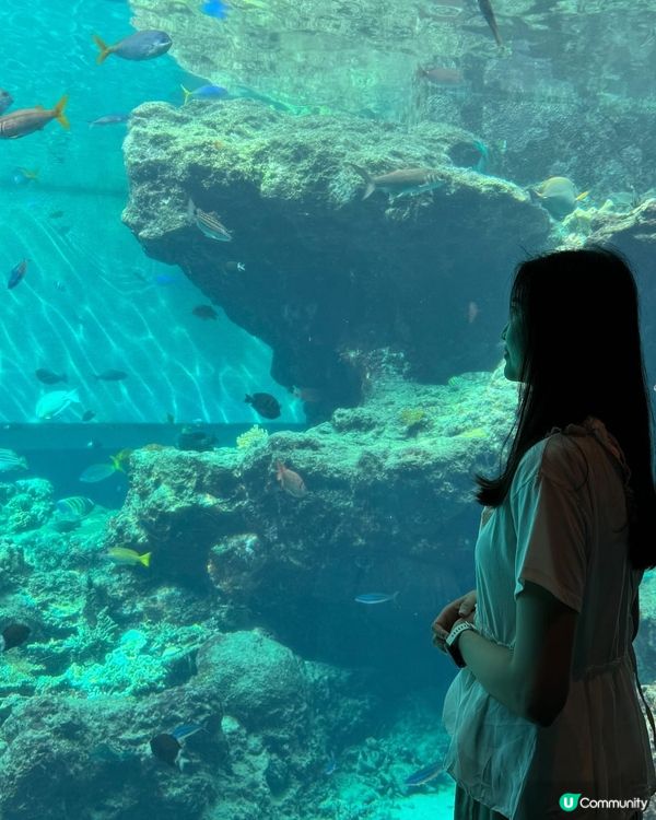 衝出香港🇭🇰衝去沖繩睇魚透心涼😎👏🏼