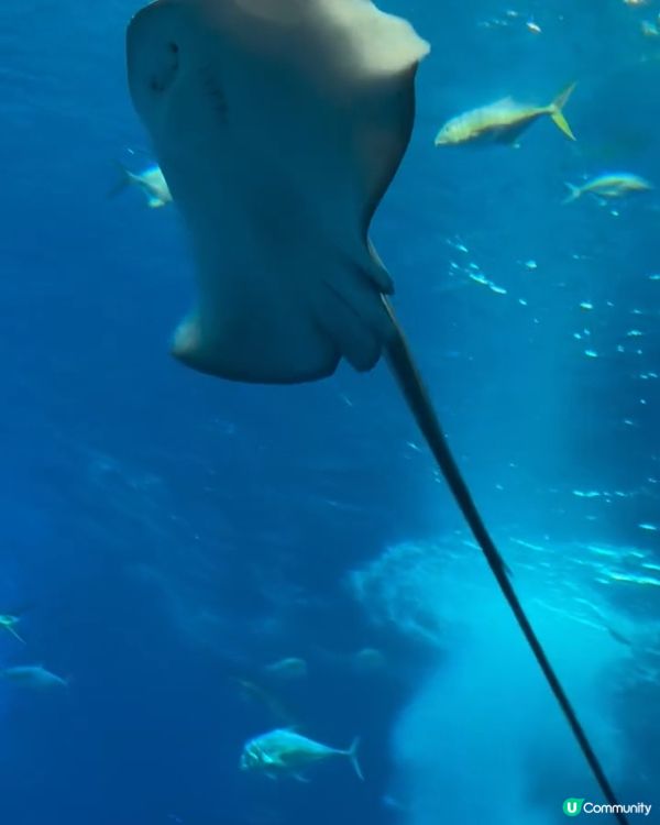衝出香港🇭🇰衝去沖繩睇魚透心涼😎👏🏼