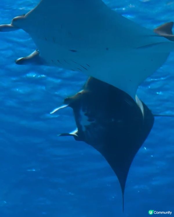 衝出香港🇭🇰衝去沖繩睇魚透心涼😎👏🏼