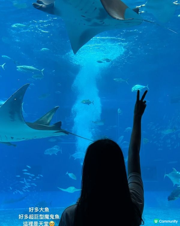 衝出香港🇭🇰衝去沖繩睇魚透心涼😎👏🏼
