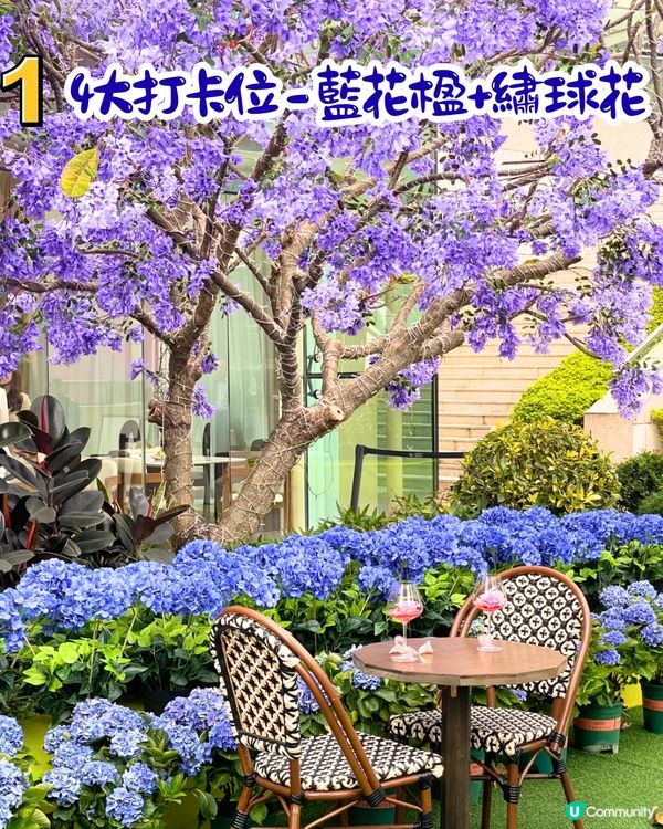 去深圳Labubu餐廳打卡！免費生日佈置 / 繡球花藍花楹裝飾🤤4大打卡位‼️地鐵直達