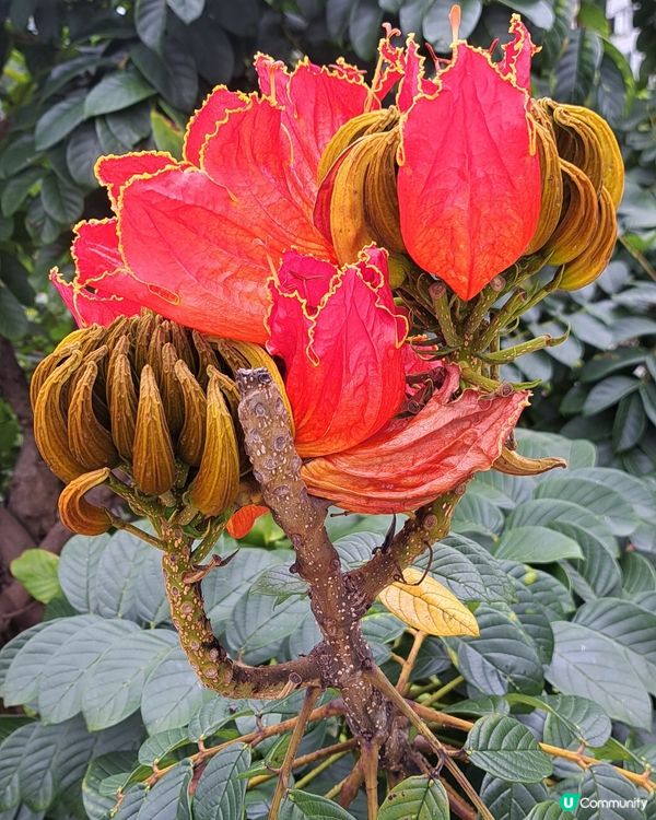 紅花處處