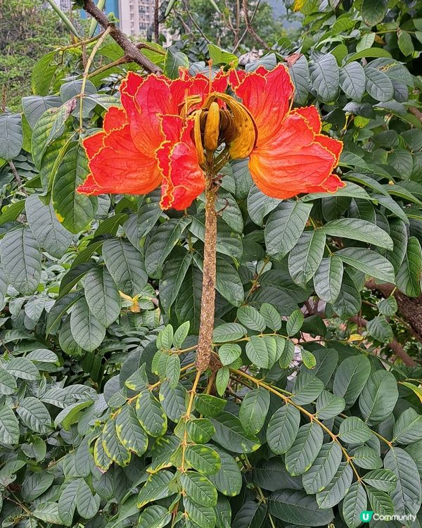 紅花處處
