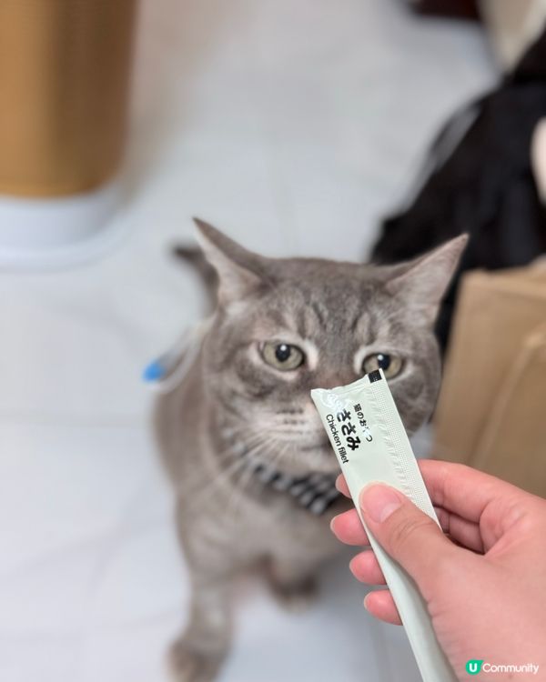 MUJI 無印良品🇯🇵貓條試食報告😼