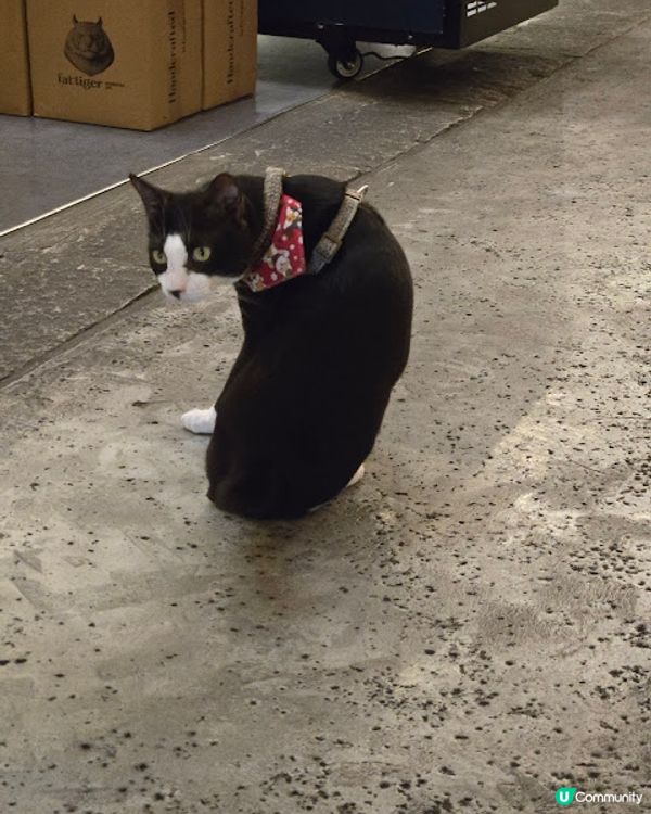 檳城篇：我在檳城的下午茶