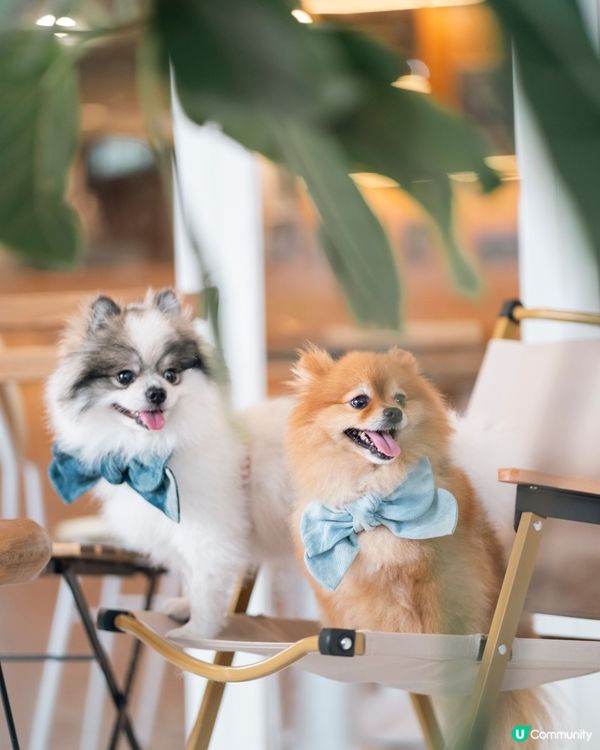 🐶🐾 一浪大角咀開新店！宋皇臺站附近，仲係寵物友善餐廳