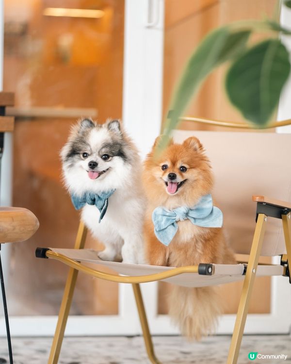 🐶🐾 一浪大角咀開新店！宋皇臺站附近，仲係寵物友善餐廳