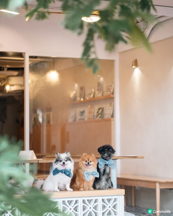 🐶🐾 一浪大角咀開新店！宋皇臺站附近，仲係寵物友善餐廳