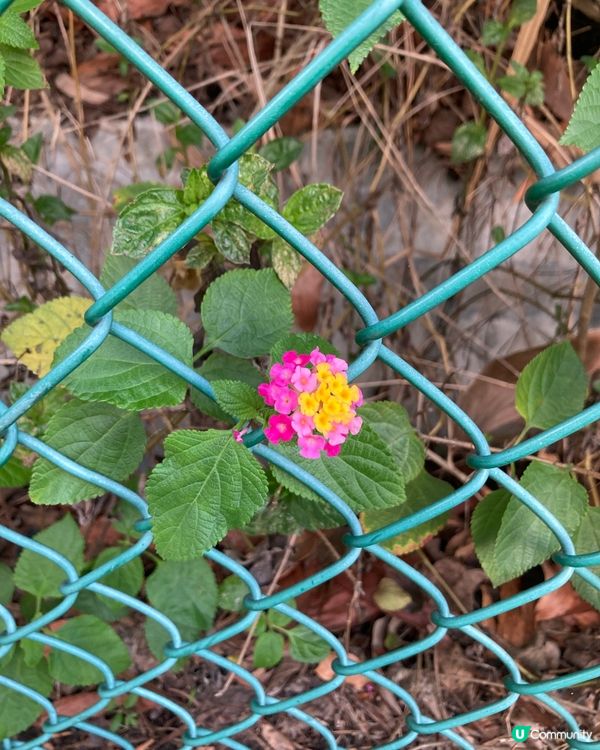 青馬大橋，夕陽無限好🌅