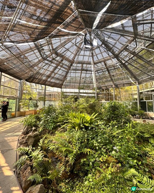 🇰🇷韓國濟州島漢拏樹木園「植物愛好者的靜謐天地🌱」