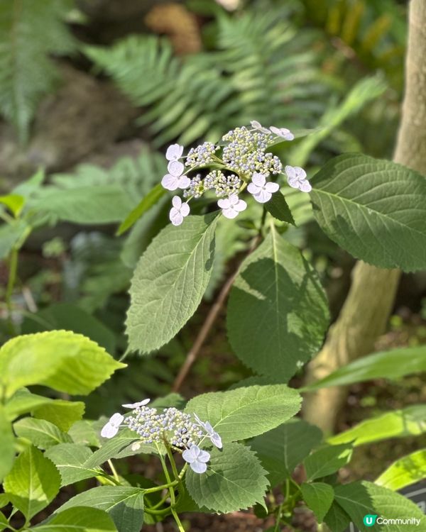 🇰🇷韓國濟州島漢拏樹木園「植物愛好者的靜謐天地🌱」
