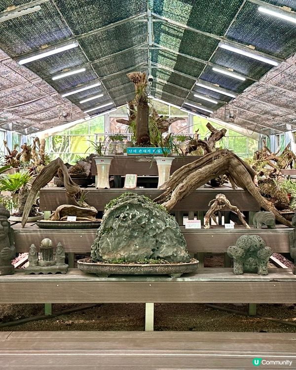 🇰🇷韓國濟州島漢拏樹木園「植物愛好者的靜謐天地🌱」