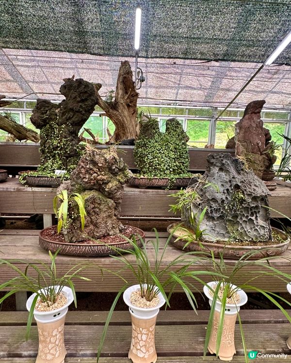 🇰🇷韓國濟州島漢拏樹木園「植物愛好者的靜謐天地🌱」