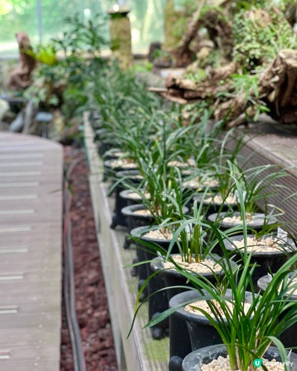 🇰🇷韓國濟州島漢拏樹木園「植物愛好者的靜謐天地🌱」