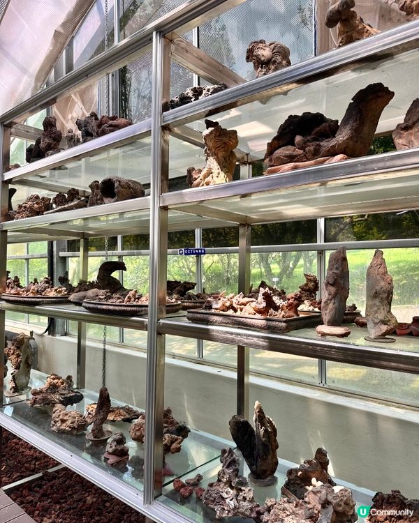 🇰🇷韓國濟州島漢拏樹木園「植物愛好者的靜謐天地🌱」