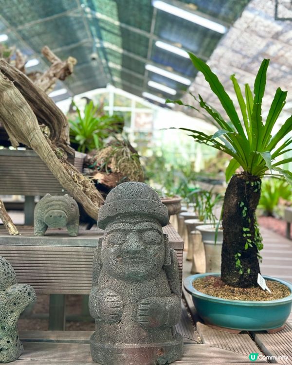 🇰🇷韓國濟州島漢拏樹木園「植物愛好者的靜謐天地🌱」