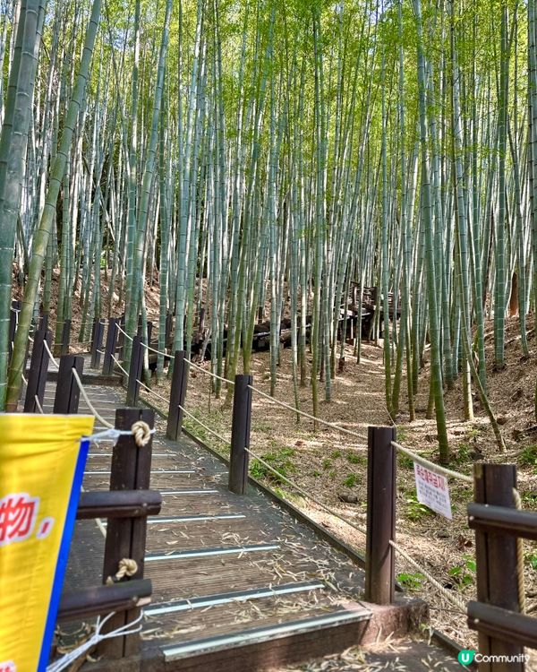🇰🇷韓國濟州島漢拏樹木園「植物愛好者的靜謐天地🌱」