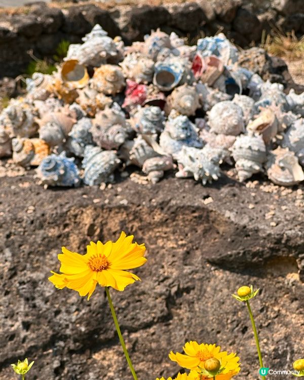 🇰🇷韓國濟州島漢拏樹木園「植物愛好者的靜謐天地🌱」