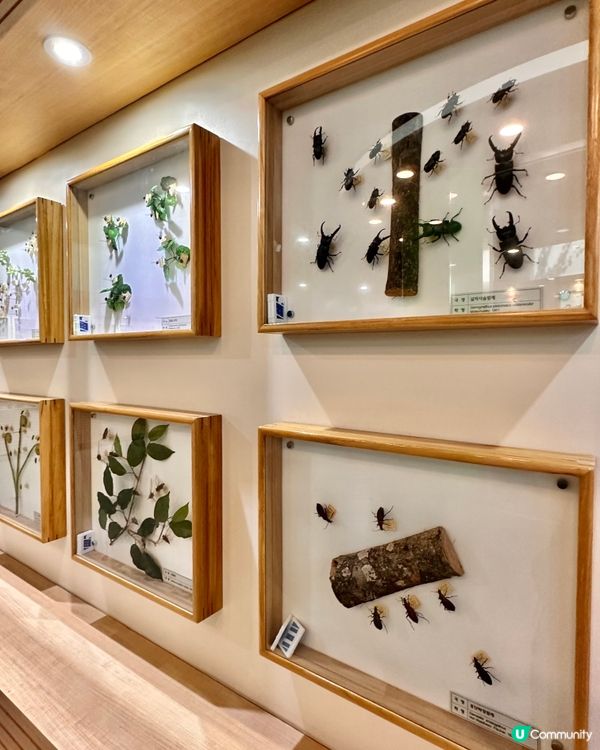 🇰🇷韓國濟州島漢拏樹木園「植物愛好者的靜謐天地🌱」