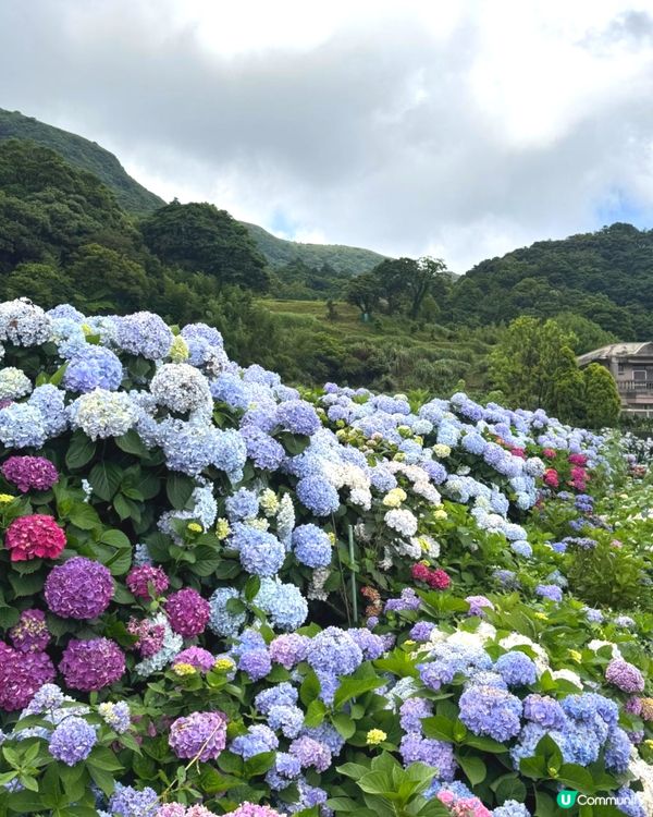 陽明山繡球花盛開啦🌸