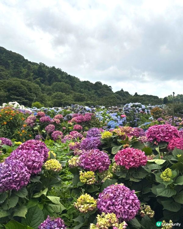 陽明山繡球花盛開啦🌸