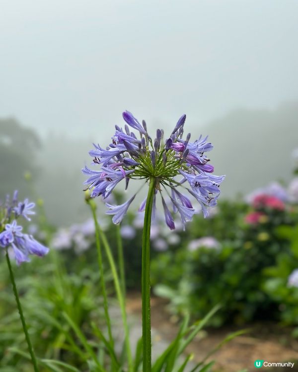 陽明山繡球花盛開啦🌸
