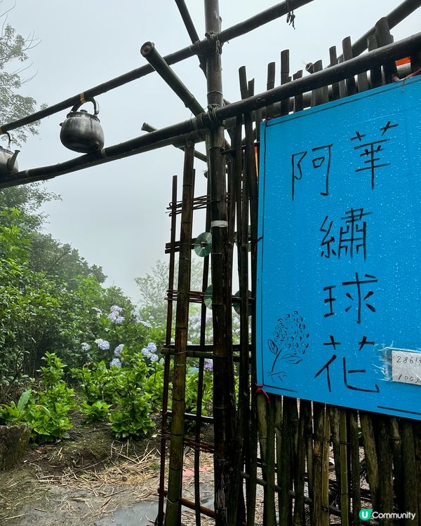 陽明山繡球花盛開啦🌸