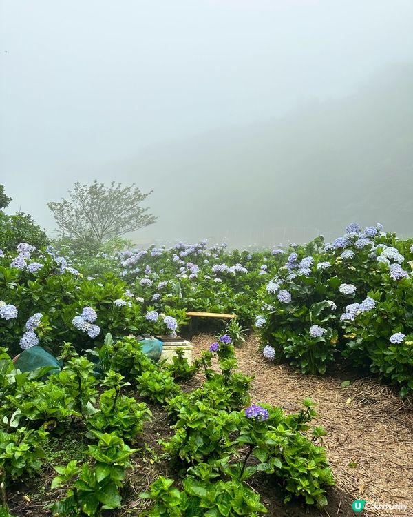陽明山繡球花盛開啦🌸