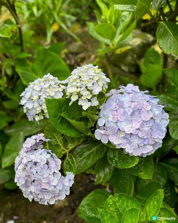 陽明山繡球花盛開啦🌸