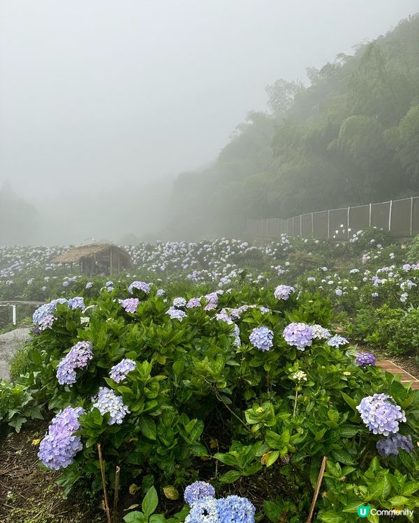 陽明山繡球花盛開啦🌸
