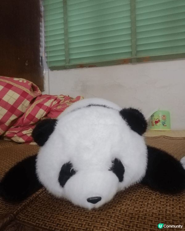 本人喜歡熊貓，有熊貓公仔，熊貓蛋糕點，又同熊貓打卡，一樂也#...