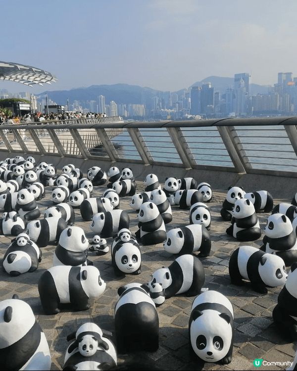 本人喜歡熊貓，有熊貓公仔，熊貓蛋糕點，又同熊貓打卡，一樂也#...