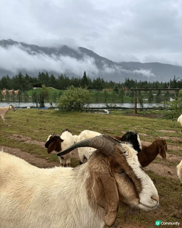 夏天到雲南玉龍雪山⛰️旅遊要慎重！因為雨季玉龍雪山的最佳主角...
