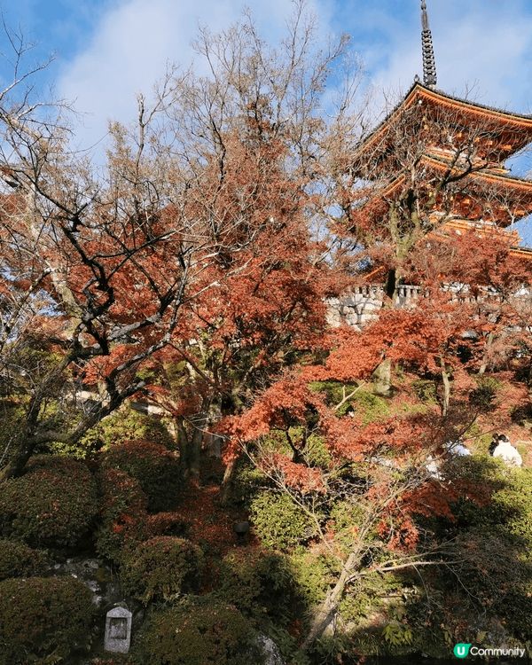 京都清水寺座落於音羽山之上，秋季正值紅葉季，與周圍茂密的紅葉...