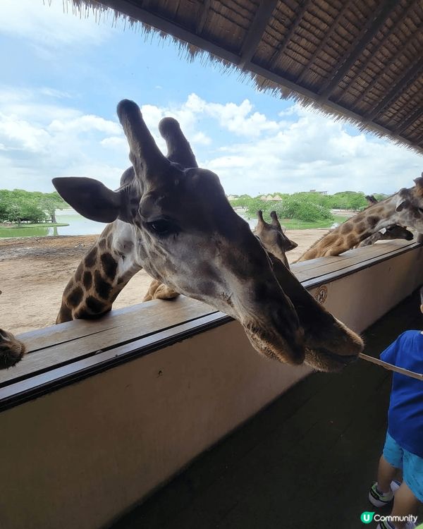 深圳野生動物園超大超多動物睇，成個行程超豐富，好開心，真係令...