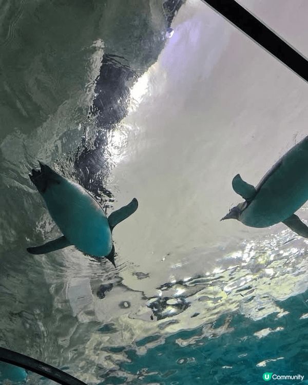 深圳野生動物園超大超多動物睇，成個行程超豐富，好開心，真係令...