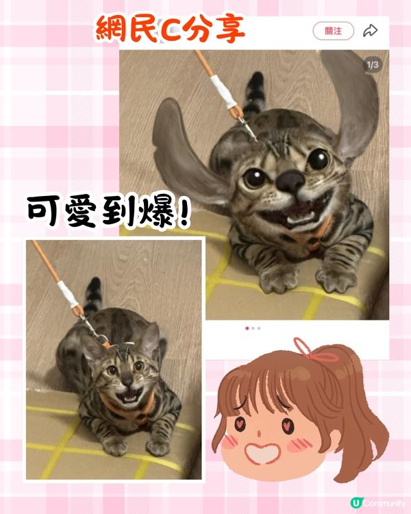 將寵物P圖成萌爆史迪仔❗ 網民分享失敗作超爆笑🔥附美圖秀秀/AI 修圖教學